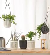 succulent planters