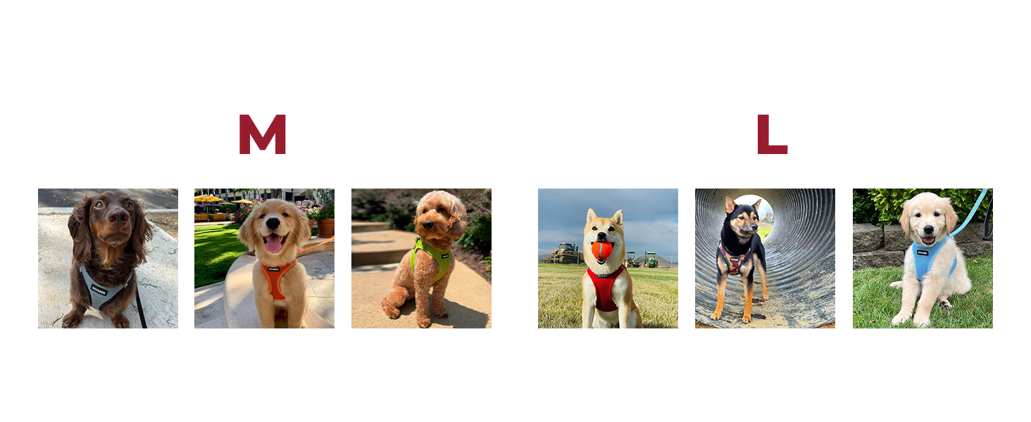 best dog harness for medium dogs