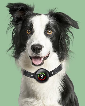 large bark collar