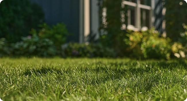 Picture of front yard with green grass with sun shining