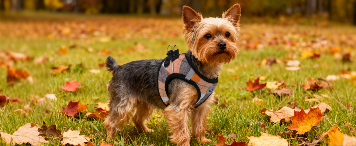 dog fall harness