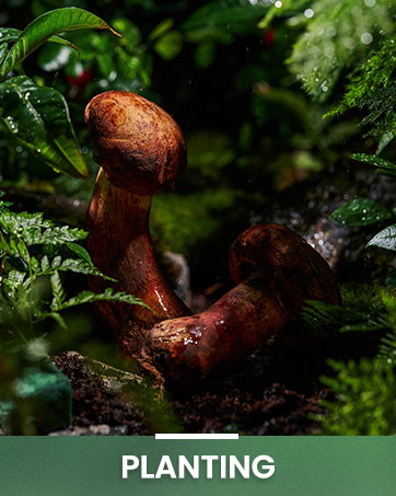 Close-up of brown mushrooms growing among green ferns in a forest setting.