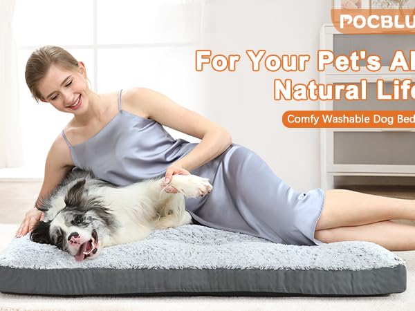 dog bed