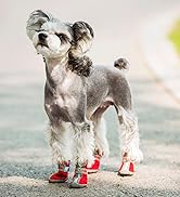 dog boots