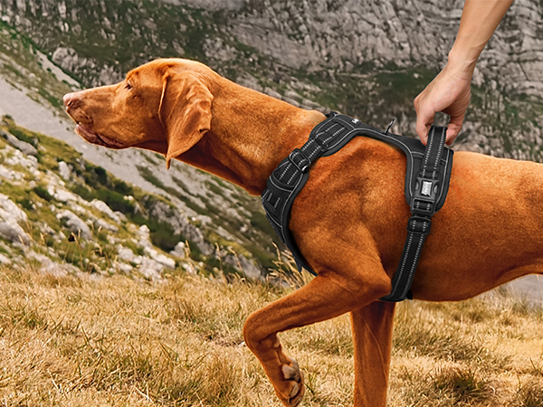 no pull dog harness
