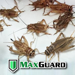 MaxGuard Traps