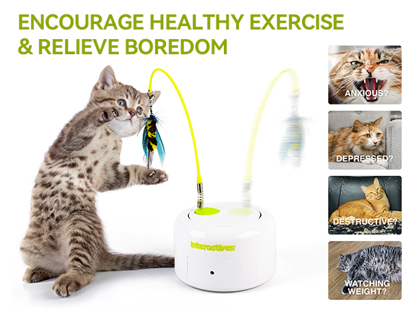 cat toy