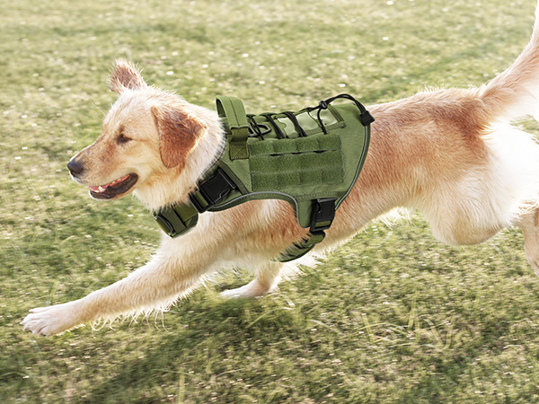 dog harness