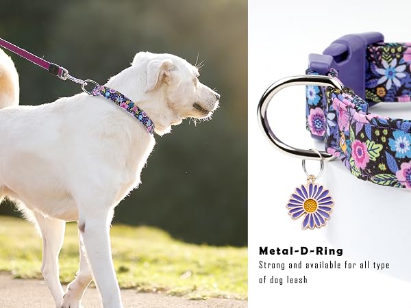 girl dog collar female dog collar for small dog collar purple dog collar for large dogs