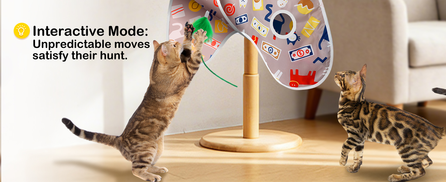interacts cat