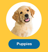 Puppies