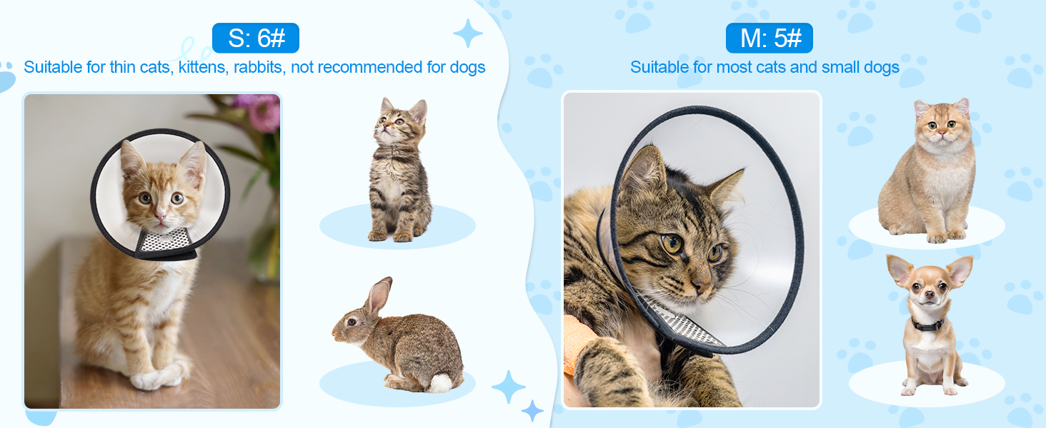 kitten e collar