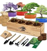 Bonsai Tree Kit, Bonsai Starter Kit with 4 Bonsai Tree Seeds, Tools & Planters, Bonsai Tree Live ...