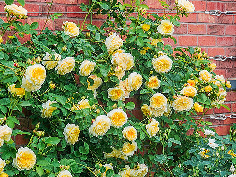 garden wire for climbing plants