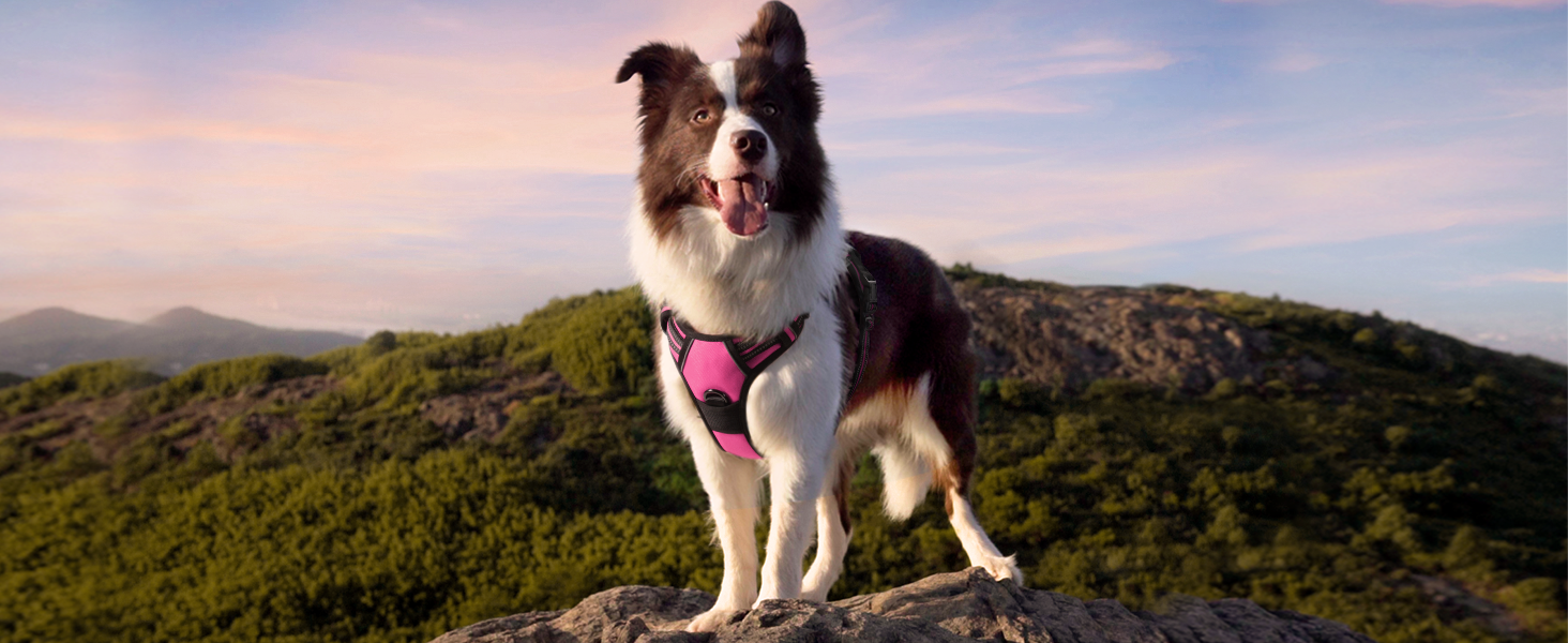 large dog harness