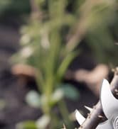 electric pruning shears