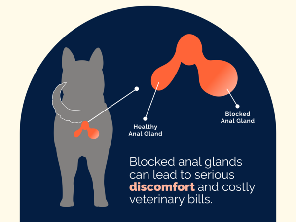 Blocked anal glands can be serious