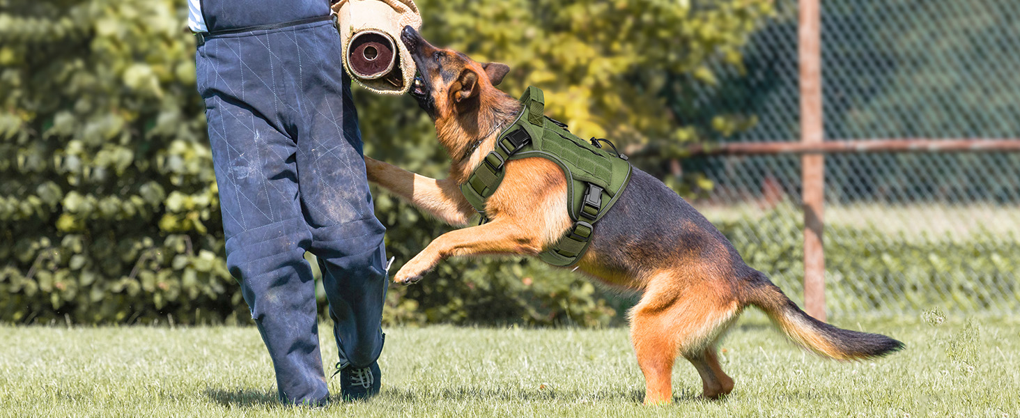 dog harness