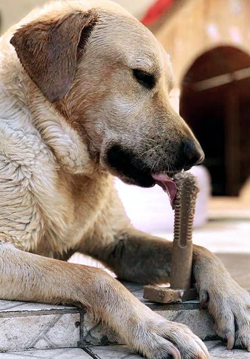 SuperBrush Bullibone dog dental chew toy