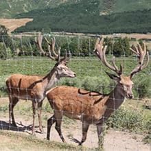 deer fencing