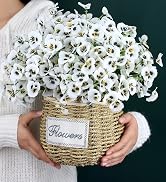 white outdoor flowers