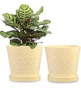 BUYMAX Plant Pots Indoor –6 inch Ceramic Flower Pot with Drainage Hole and Ceramic Tray - Gardeni...