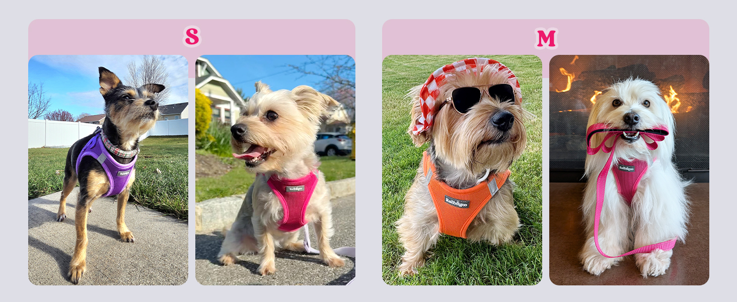 Dog Harness padded