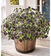 HyeFlora Artificial Coleus Plants Outdoor, 5 Pcs UV Resistant Faux Silk Greenery with Stems, Fake...