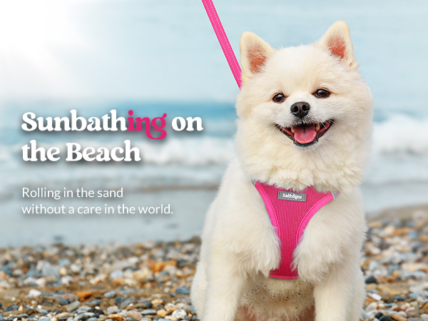 step in dog harness with leash