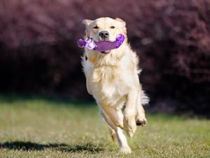 dog toys to keep them busy