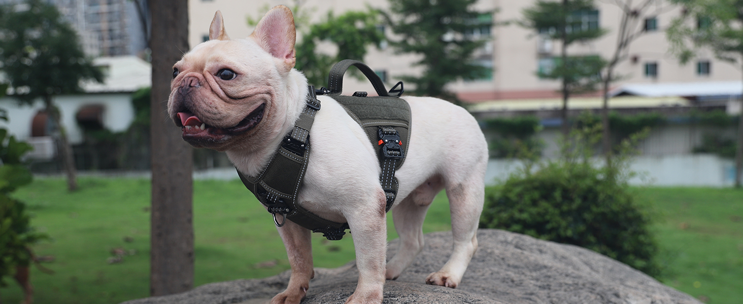 dog harness small