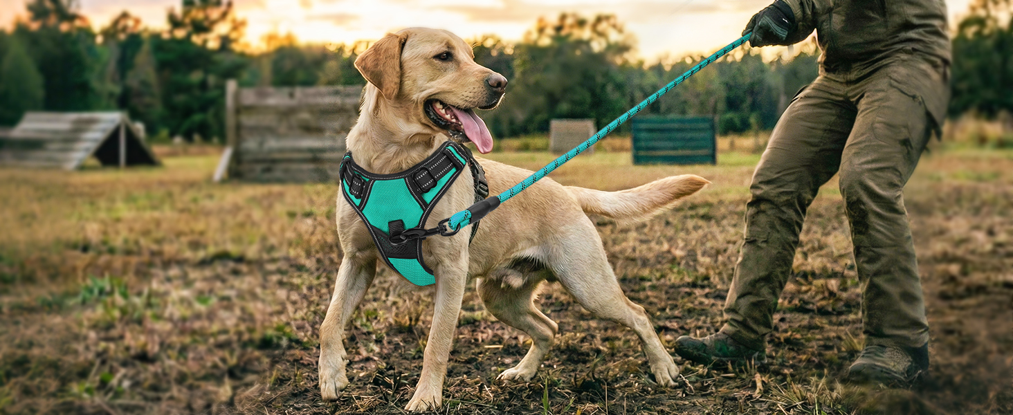 dog harness