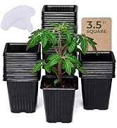 CARPATHEN 60Pack Square Nursery Pots - 3.5 Inch Seedling Plant Pot with Drainage Holes - Reusable...