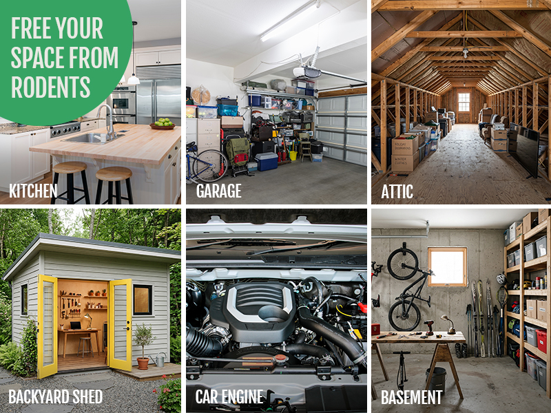 kitchen garage attic shed car engine basement entry points
