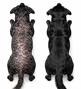 probiotics for dogs dog probiotics for yeast,