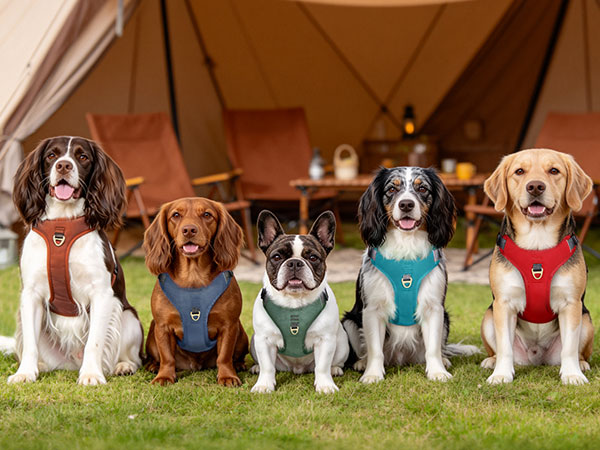 small dog harness