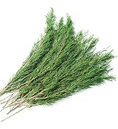 Preserved Real Pine Leaves Branches, 17'' Natural Pine Needles Green Plants, 3.5OZ Greenery Pine ...