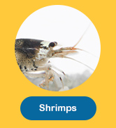 Shrimps