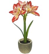 Coferset Small Fake Plants 14.9" Amaryllis Bulbs Fake Flowers Potted Artificial Plants for Home,B...