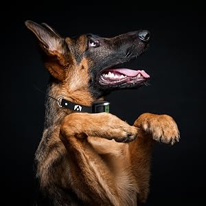 invirox training collar