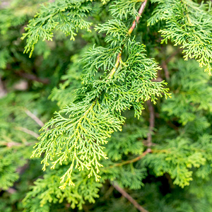 Hinoki A+ 3 images 2