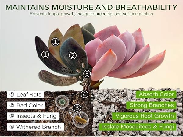 pumice for plant