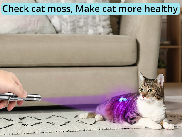cat toy interactive