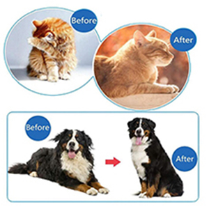cat brush