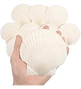 Mkobon 10 PCS 4-5 Inch Large Scallop Shells for Crafting, Natural Large Seashells for Crafts, Whi...