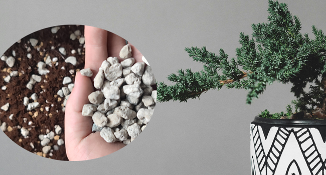 pumice stones 4
