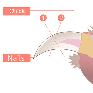 Dog Nail Clippers