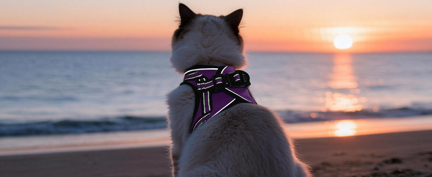 cat harness