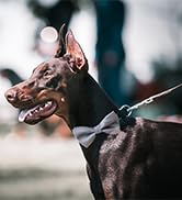 dogs bowtie
