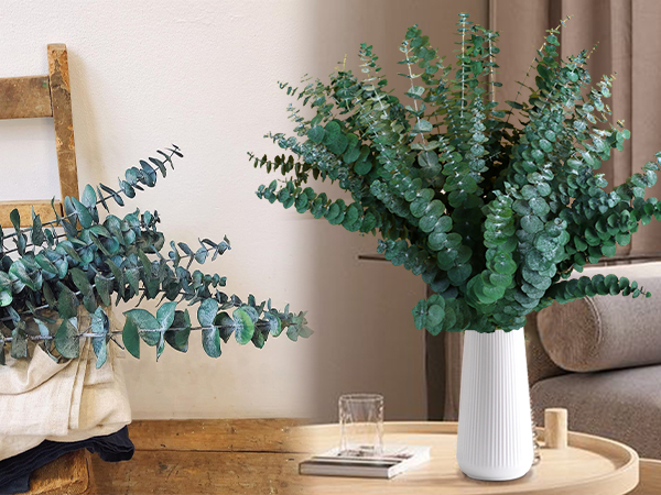 eucalyptus decor